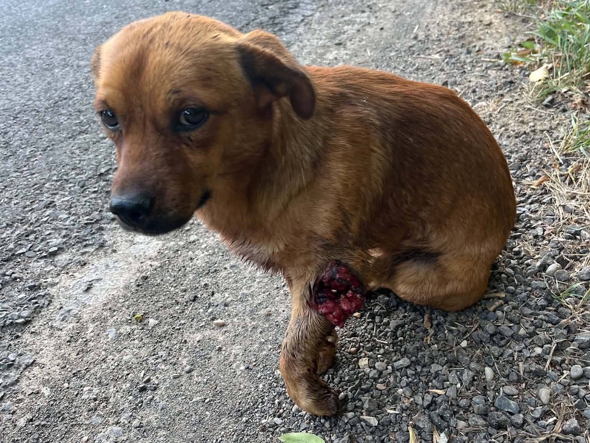 Status: Mit einem Schrotgewehr ins Bein geschossen