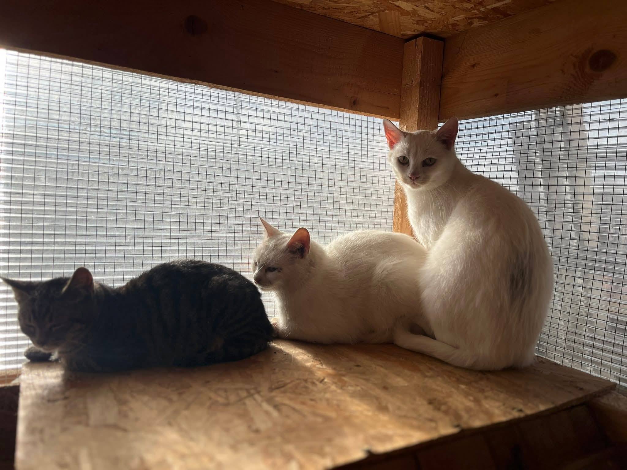 Status: Notfallaufnahme auf dem Lebenshof