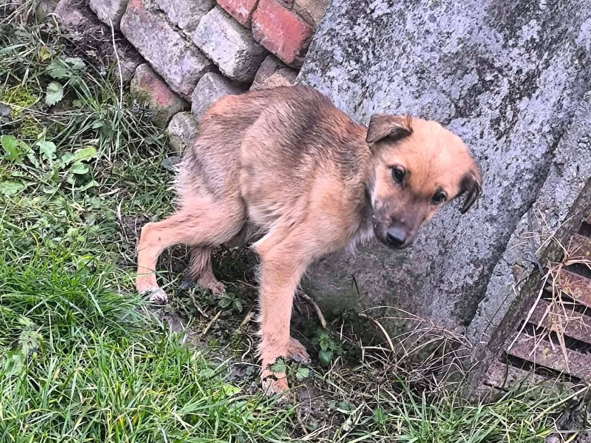 Status: Ein kleines Leben, das kurz davor war aufzugeben…