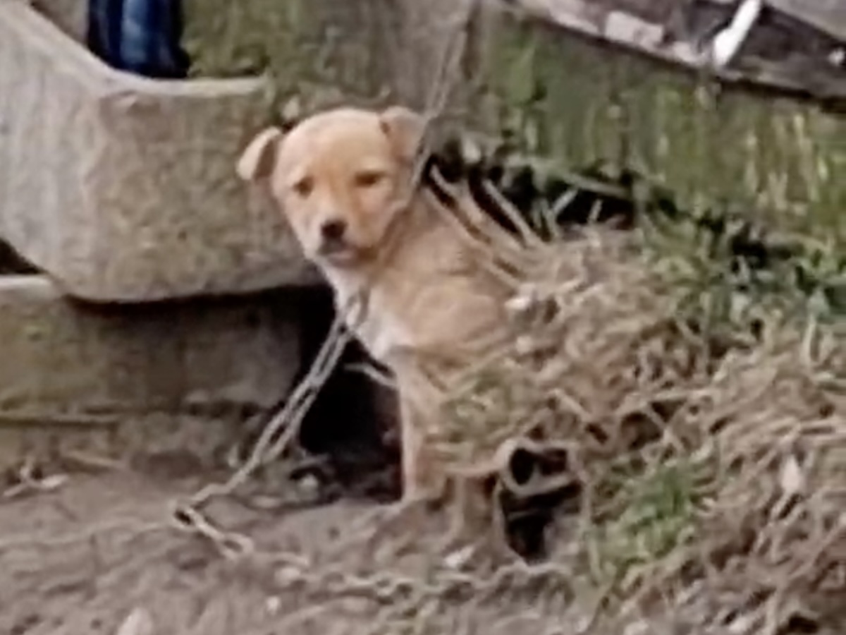 Status: Auf der Suche nach dem verlorenen Welpen