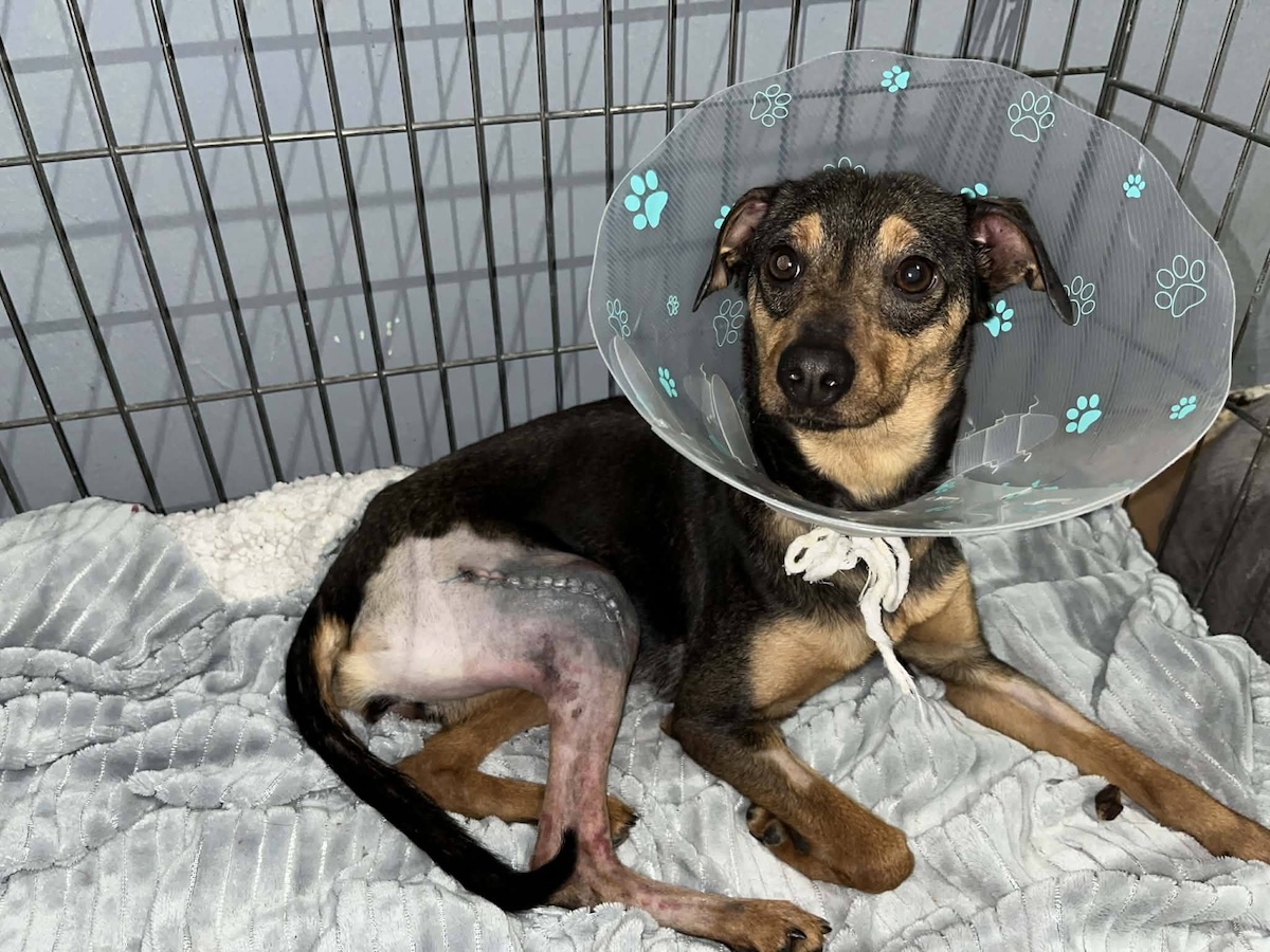 Status: Update von Boni