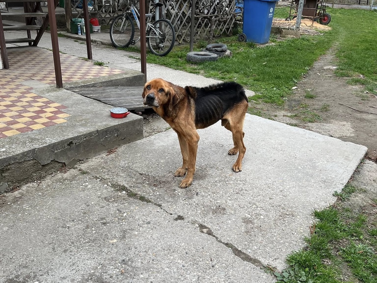 Status: Charli kurz vorm Hungertod