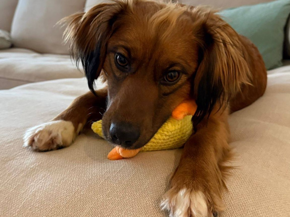 Status: Happyend Bella