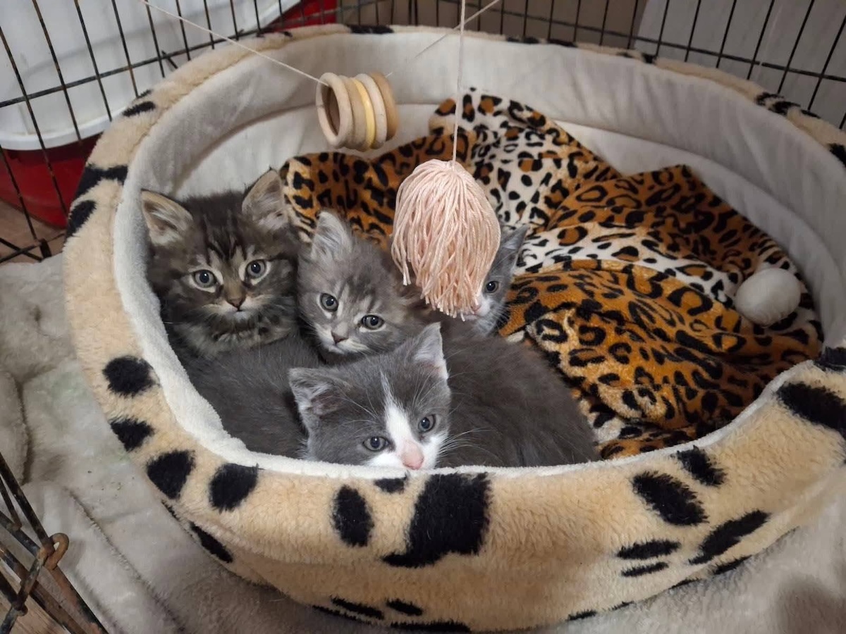 Status: Fast täglich Katzen ausgesetzt