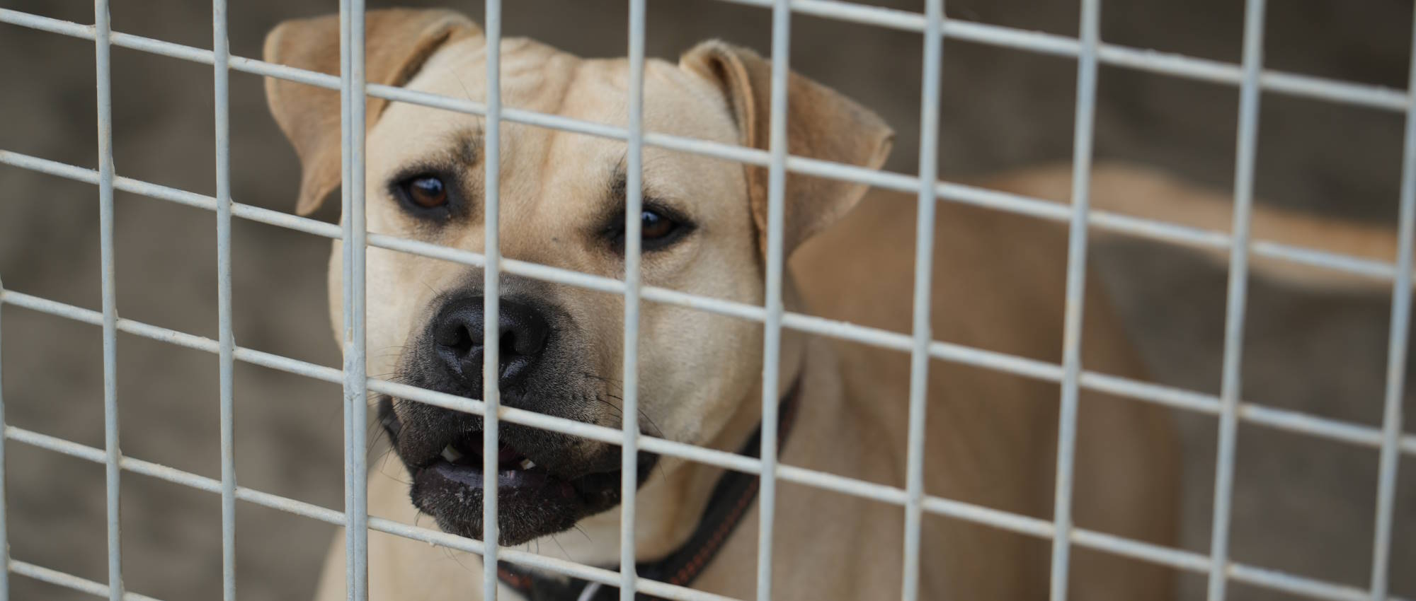 Adoptieren statt kaufen!